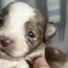 RMM1 - Red merle Toy Australian Shepherd puppy in Griffin, Georgia from No Matter Farm