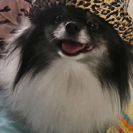 Pomeranian puppies from Sparkle Plenty Poms