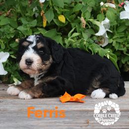 Boy 3 - male Bernedoodle puppy in Heyworth, Illinois from Cobble Creek Puppies