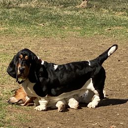 Basset Hound All Grown Up from Hoosier Hounds