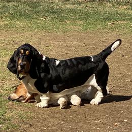Basset Hound All Grown Up from Hoosier Hounds