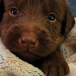 Labradoodle Puppies from Bollenberg Farm LLC