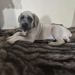 Cane Corso Puppies from BOUDICAS CANE CORSO