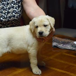 "Doc Holliday" Labrador Retriever Puppies from Carvins Cove English Labradors