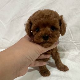 Eric(AKC) - Red  male Poodle puppy in Moreno Valley, California from Yanni's Poodle