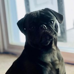 Koda - Pug