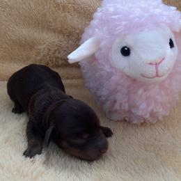 Hershey - Chocolate female Dachshund puppy in Humphreys, Missouri from Foster’s Dachshunds