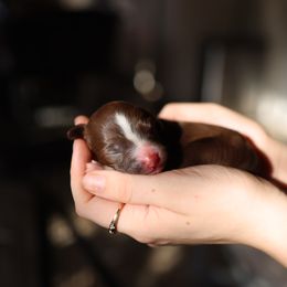 Aussiedoodle and Australian Mountain Doodle Puppies from Farmstead Doodles