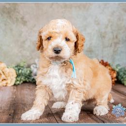 Eagle - Red and white male Cockapoo puppy in Connersville, Indiana from Deaz Doodle Ranch