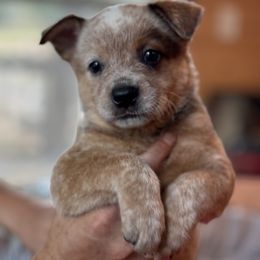 Australian Cattle Dog Puppies from Red Horizon ACD Kennels