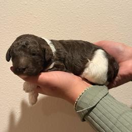 Sundae - Parti female Poodle puppy in Eugene, Oregon from Mount Zion Kennels