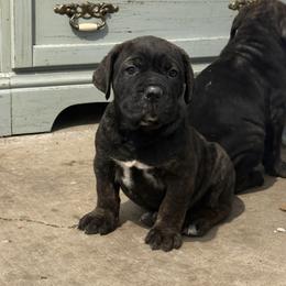 Big boy - Black brindle male Cane Corso puppy in Tabor City, North Carolina from Dream Team Kennels