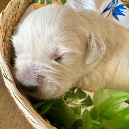 Green collar - Light golden male Golden Retriever puppy in Ingleside, Texas from Sweetbay Goldens