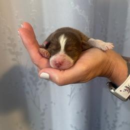Basil - Red tri-color male Australian Shepherd puppy in Hemet, California from Perfect Companion Aussie's