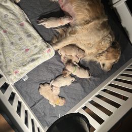 Golden Retriever Puppies from Tupelo Honey Farm's Golden Retrievers