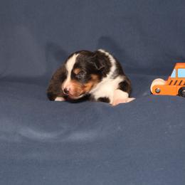 Australian Shepherd Puppies from Lori's Australian Shepherds