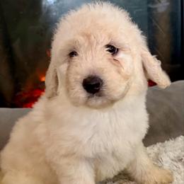 Amy - Cream female Goldendoodle puppy in Pensacola, Florida from Goldendoodles Love You in Pensacola Friend Edition