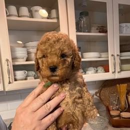 Winston - Parti male Goldendoodle puppy in Fairmont, West Virginia from Robin Nelson