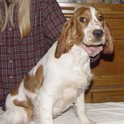 Welsh Springer Spaniel Puppies from Teri Kavakos