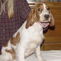 Welsh Springer Spaniel Puppies from Teri Kavakos