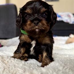 Bronco - Black and tan male Cavalier King Charles Spaniel puppy in Riverside, California from Mia Loves Kingston Cavaliers