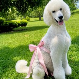 Poodle puppies from Dreamland Standard Poodles