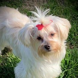 Millie - Yorkshire Terrier