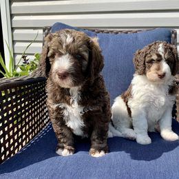 Bernedoodle Puppies from Bells Bernedoodles