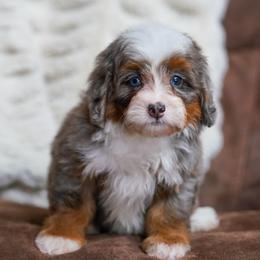 Leia - Merle female Bernedoodle puppy in Dundee, Ohio from Down Home Doodle