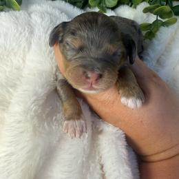Cockapoo puppies from Ewing Acres