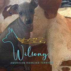 Kismet - Black tan and white female American Hairless Terrier puppy in Smith Center, Kansas from Wilsong Kennel
