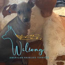 Kismet - Black tan and white female American Hairless Terrier puppy in Smith Center, Kansas from Wilsong Kennel