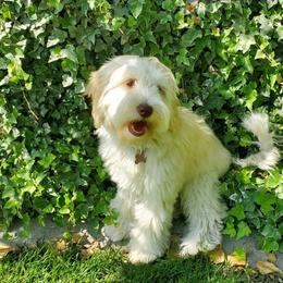 Ever - Goldendoodle