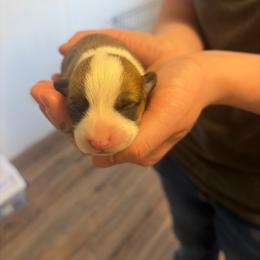 Girl 3 - Red female Pembroke Welsh Corgi puppy in Chubbuck, Idaho from Sunny J Corgis and Mini Americans