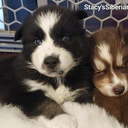 Mj - Black and white female Siberian Husky puppy in Savannah, Georgia from Stacy's Siberian Huskies