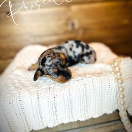 Aussiedoodle, Dachshund, and Miniature Australian Shepherd Puppies from Pretty Paws
