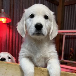 Goldendoodle and Golden Retriever Puppies from Angelic Goldens