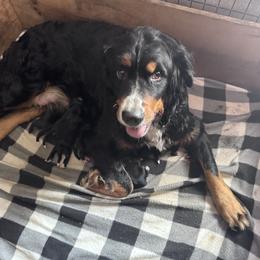 Bernese Mountain Dog puppies from Happy Tails Family Farm