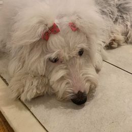 Sheepadoodle Puppies from Narrow Path Puppies