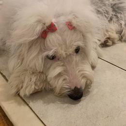 Sheepadoodle Puppies from Narrow Path Puppies