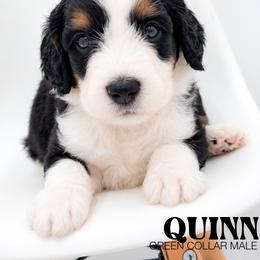 Quinn - Tri-color male Bernedoodle puppy in Tipton, Indiana from Country Creek Doodles