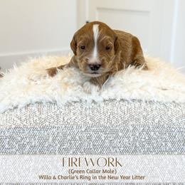 FIREWORK - Red  male Goldendoodle puppy in Bell Buckle, Tennessee from Precious Puptown Doodles