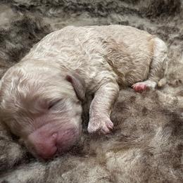 Girl 2 - female Poodle puppy in Monroeville, Pennsylvania from K & A Standard Poodles