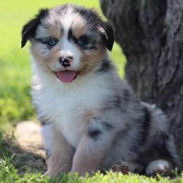 Dream Drop - Blue merle male Australian Shepherd puppy in Nicholasville, Indiana from Sugar Creek Aussies