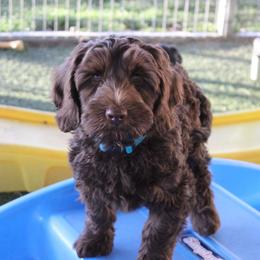 Steel  with a teal collar - Chocolate male Australian Labradoodle puppy in Provo, Utah from EllsWORTH Labradoodles LLC