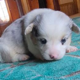 Miss Willow - Blue merle and white female American Corgi puppy in Checotah, Oklahoma from Skoal Creek Corgi's