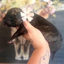 MeatBall - Brindle female Great Dane puppy in Lehigh Acres, Florida from Florida Wrinkles