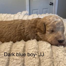 Dark blue boy - Red  male Goldendoodle puppy in Vian, Oklahoma from Dog Days Doodles