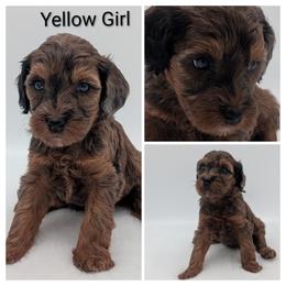 Yellow - Silver female Whoodle puppy in Kalispell, Montana from Countryman Whoodles