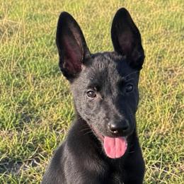Black Sable Malinois Male - Black sable male Belgian Malinois puppy in Irmo, Texas from Kaizen Ruach Malinois